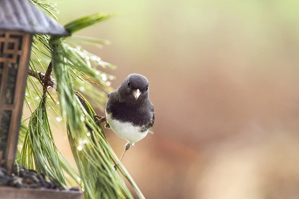 Junco fågel Perched på Pine nål gren — Stockfoto