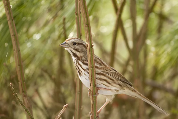 Lärka Sparrow Snuggled i Barr av Feeder — Stockfoto