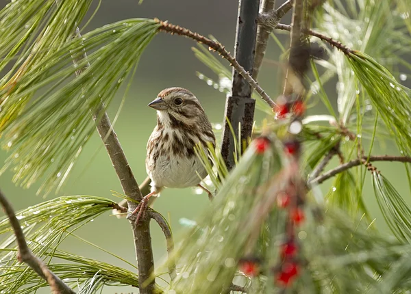 Lärka Sparrow Snuggled i Barr av Feeder — Stockfoto