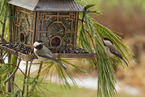 Czarny figlarny Capped Chickadee ptak przez podajnik — Zdjęcie stockowe