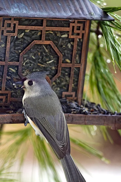 Titmouse ptak siedzący na Metal karmniku — Zdjęcie stockowe