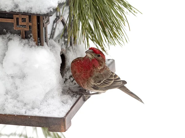 Grosbeak ptáka po sněhové bouři krmení na krmítko — Stock fotografie