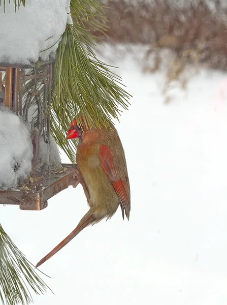 Pássaro cardeal vermelho feminino durante tempestade de neve se alimenta no alimentador de pássaros — Fotografia de Stock