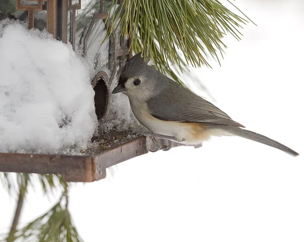 Titmouse Bird após tempestade de neve alimentando no alimentador de pássaros — Fotografia de Stock