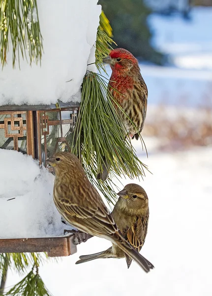 Tre fåglar på mataren efter snöstorm — Stockfoto