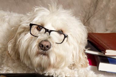 Çalışkan köpek Okuma gözlükleri ve kitaplar