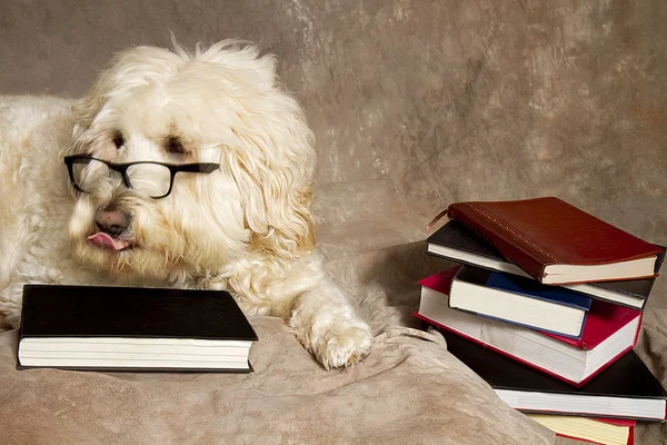 Flitig hund bär läsglasögon och böcker — Stockfoto