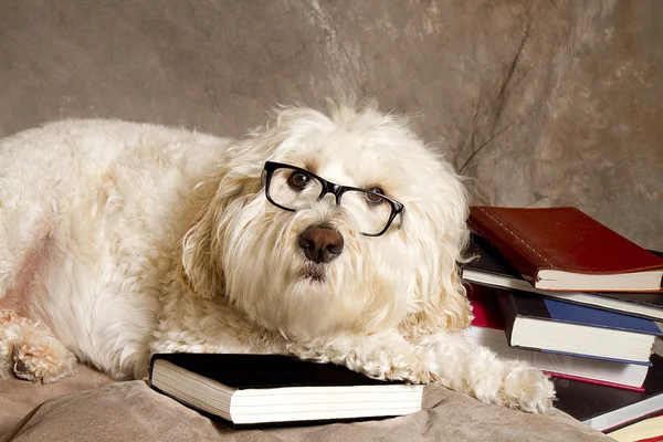 Estudioso perro usando gafas de lectura y libros —  Fotos de Stock