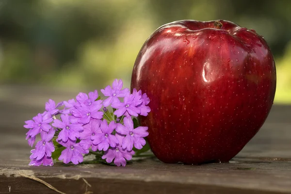 Одиночне червоне смачне яблуко - фіолетова квітка — стокове фото