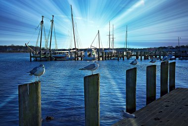 Marina üzerinde gece seti ile Seagulls bölme üzerinde perched