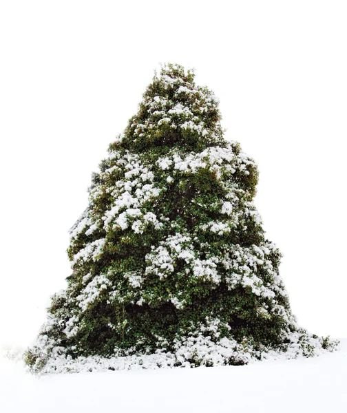 Large Holy Tree Covered in Snow and Isolated on White — Stock Photo, Image