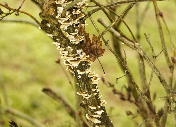 Paddestoel schimmel op boom — Stockfoto