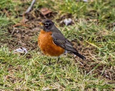 Şişko Robin dikkatli