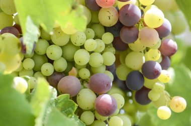 Gıda arka planı - Yaprakların arasında bir demet kırmızı üzüm 