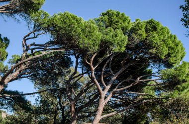 Kırım 'daki Alupka parkında egzotik çam ağaçları