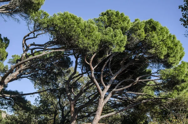 クリミア半島のアルプカ公園のエキゾチックな松の木 — ストック写真