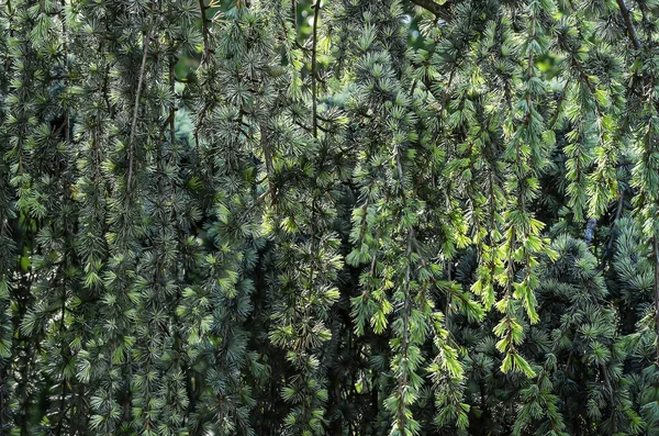 自然背景 一堵奇异的松树树枝围成的墙 — 图库照片