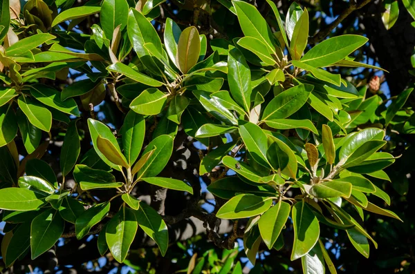 Φυτικό Υπόβαθρο Πράσινα Φύλλα Δάφνης Στο Πάρκο Alupka Στην Κριμαία — Φωτογραφία Αρχείου