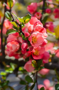 Çiçekli Japon çalı çalıları yaklaşın.
