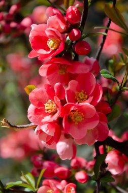 Çiçekli Japon çalı çalıları yaklaşın.