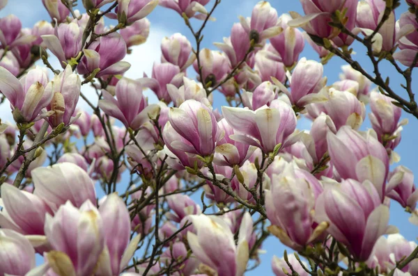 Albero Magnolia Fiore Vicino Cielo — Foto Stock