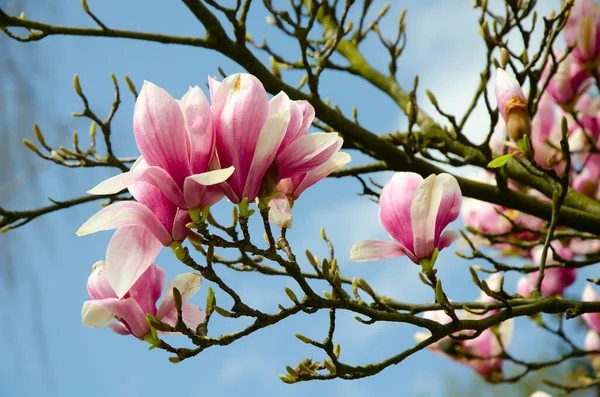 Magnolia Árvore Florescente Fechar Contra Céu — Fotografia de Stock