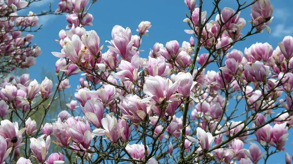 Kvetoucí Magnólie Strom Zblízka Proti Obloze — Stock fotografie