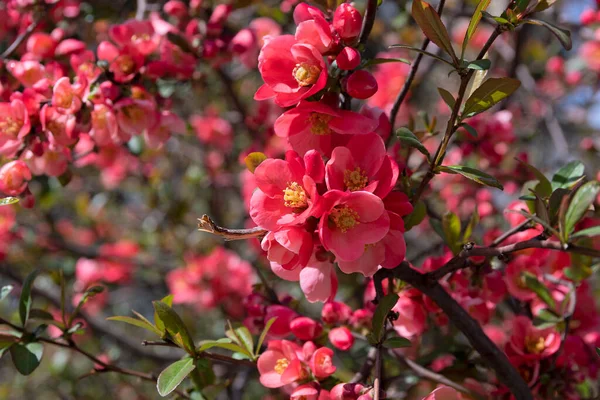 Arbusto Fiorito Chaenomeles Giapponese Vicino — Foto Stock