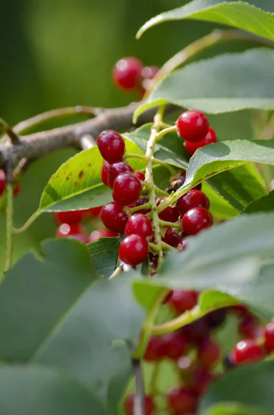 Bunch Berries Red Bird Cherry Virginia Bird Cherry Tree Branch — Stock Photo, Image