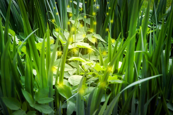 Fantastisk Glänta Omgiven Grönt Gräs Med Suddiga Ljus Kan Sätta — Stockfoto