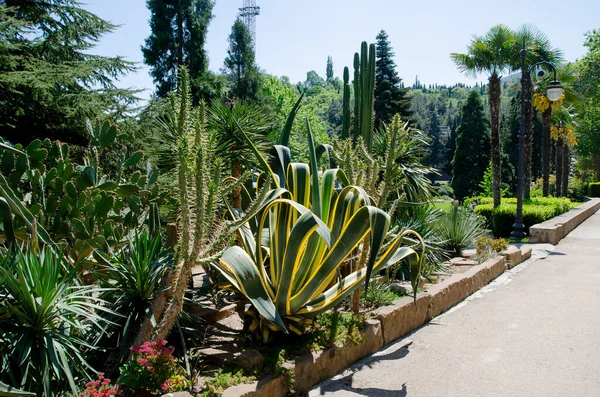 Egzotikus Növények Aivazovsky Parkban Partenitben Krímben Kaktusz Agávé Tenyér — Stock Fotó