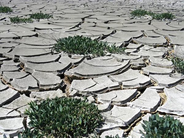 Sucha gleba pęknięta — Zdjęcie stockowe