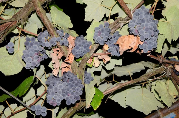 Uvas maduras en ramas —  Fotos de Stock