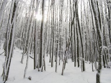 Kışın ormandaki ağaçlar