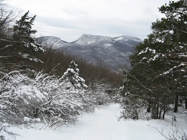 Winter forest in the Crimean mountains — Stock Photo, Image