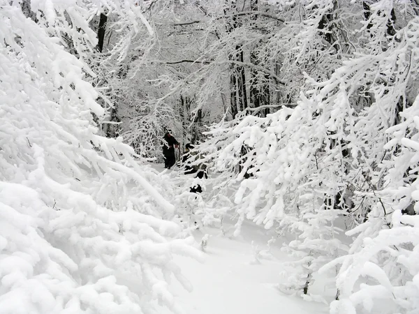 Árvores na floresta de inverno — Fotografia de Stock