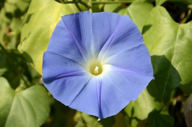 Mavi convolvulus sabatius