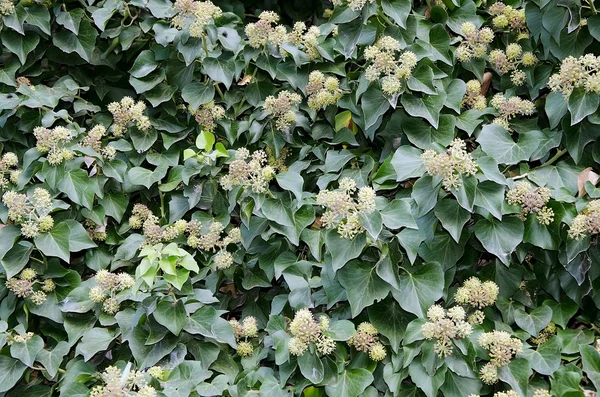 Flores por fondo de hiedra — Foto de Stock