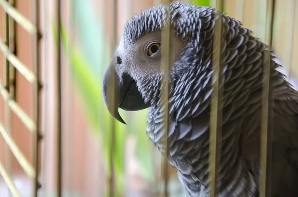 Loro grande en jaula — Foto de Stock