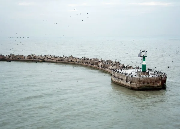 Muelle en el puerto Kavkaz —  Fotos de Stock