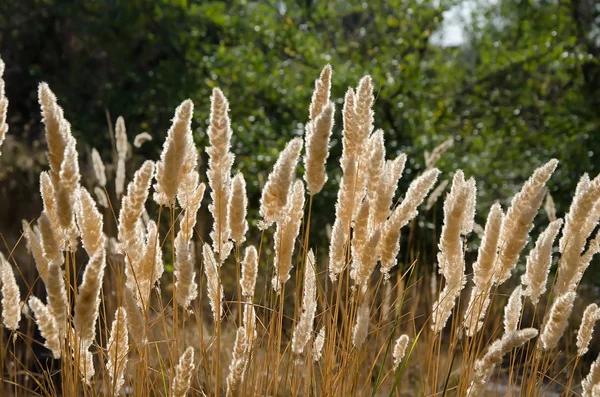 Reed fundo dourado — Fotografia de Stock