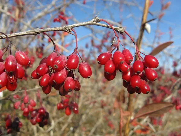 Ripe fruits of barberry — Stock Photo, Image