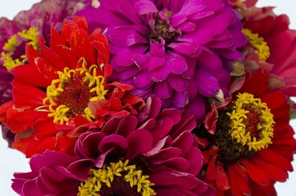 Red majors flowers — Stock Photo, Image