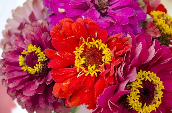 Red majors flowers — Stock Photo, Image