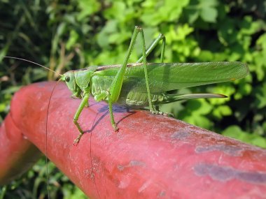 yeşil çekirge yakın plan