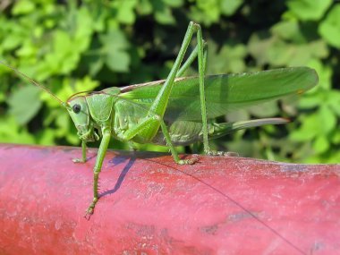 yeşil çekirge yakın plan