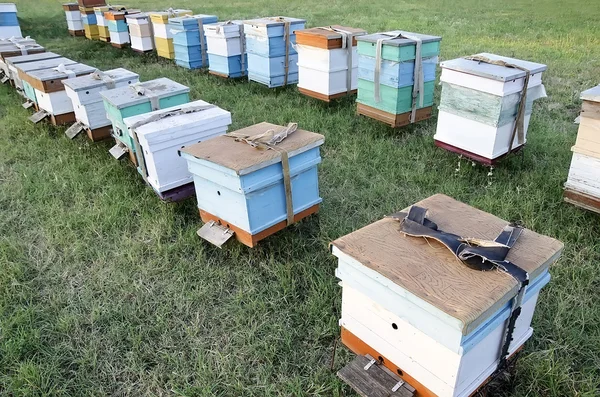 Bee bijenkorven in de bijenteelt in het veld — Stockfoto