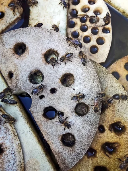 Las abejas en el lugar de riego — Foto de Stock