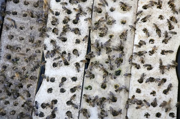 Las abejas en el lugar de riego — Foto de Stock