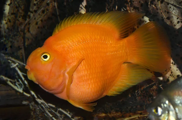 Peixe vermelho no aquário — Fotografia de Stock